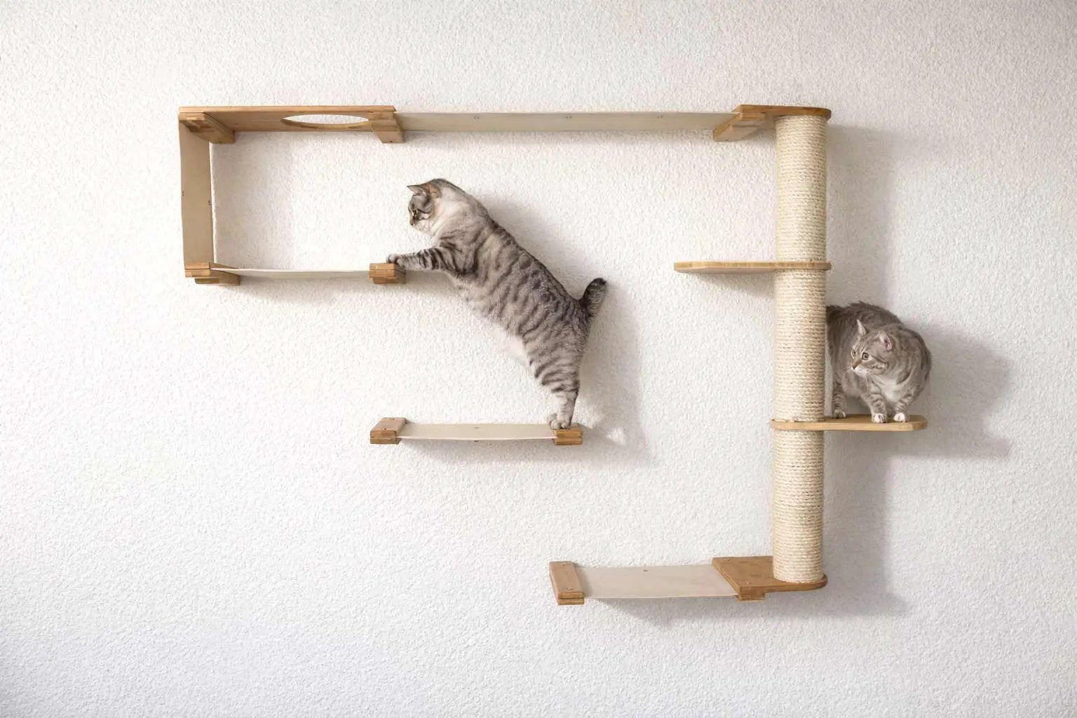 The Climb Condo Cat Wall Climbing System by Catastrophic Creations; wood platforms with a sisal post, two tabby cats.
