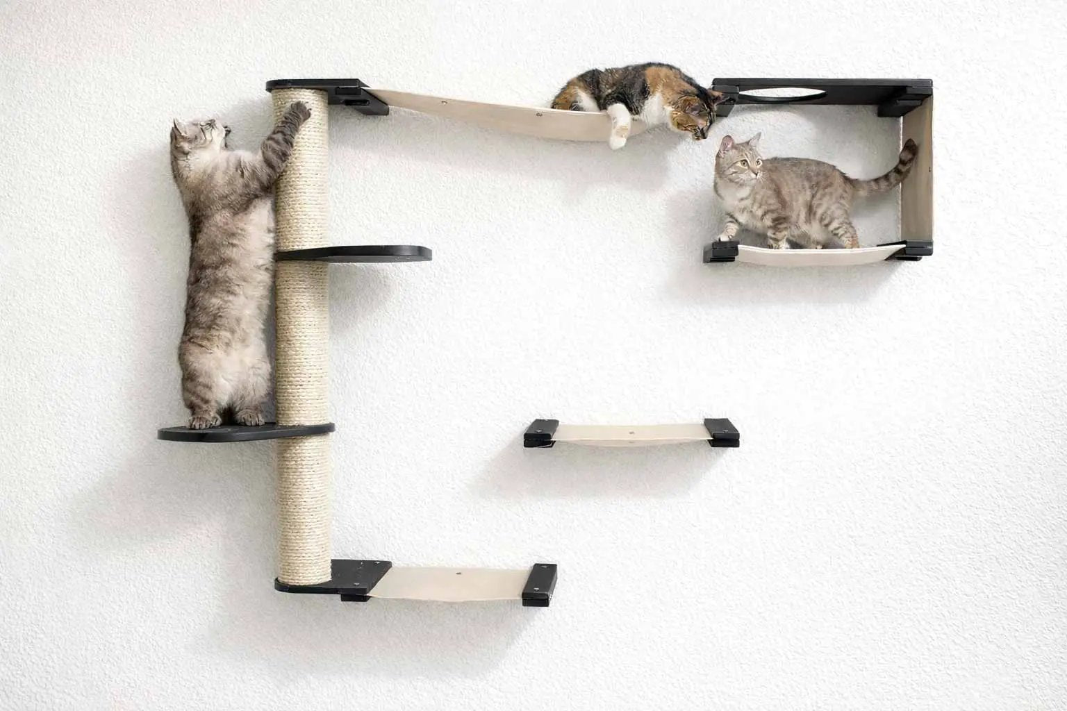 The Climb Condo cat wall climbing system by Catastrophic Creations; beige platforms and sisal-wrapped post, 3 cats