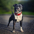 Load image into Gallery viewer, The "Eros" collar 2 inch wide Red - Pet Collars & Harnesses from Bestia Dog Gear
