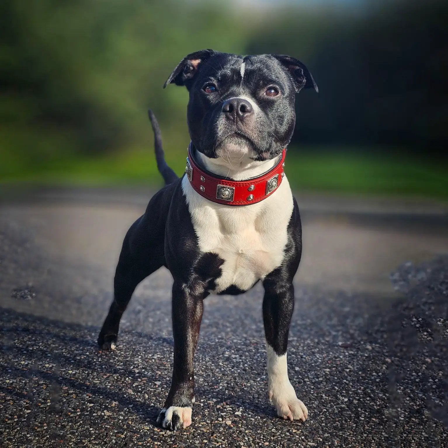 The "Eros" collar 2 inch wide Red - Pet Collars & Harnesses from Bestia Dog Gear