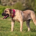 Bild in Galerie-Betrachter laden, Bestia Dog Sport GripPro Print Collar - Pink - Pet Collars & Harnesses from Bestia Dog Sport
