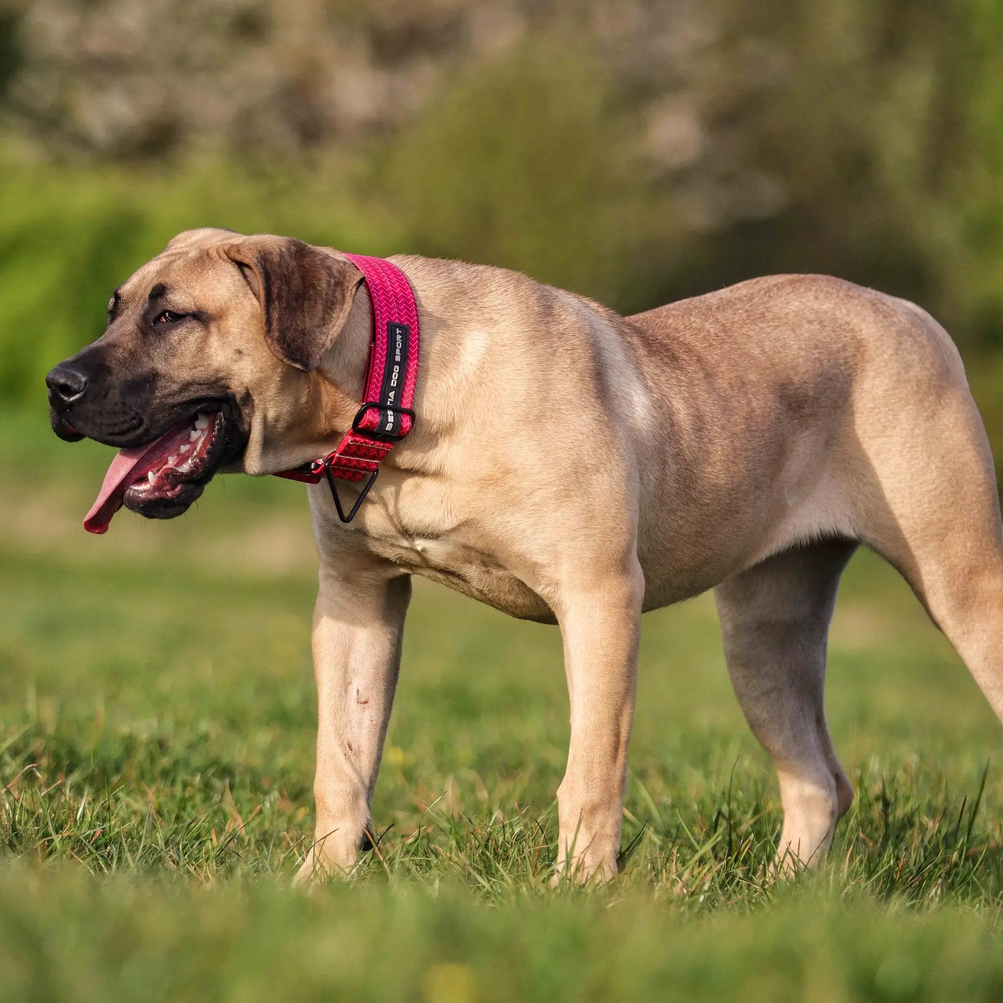 Bestia Dog Sport GripPro Print Collar - Pink - Pet Collars & Harnesses from Bestia Dog Sport