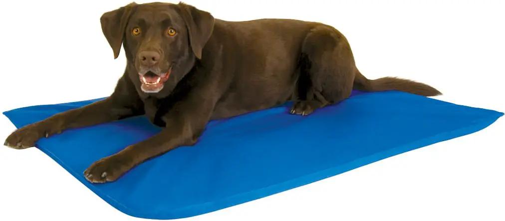 K&H Cool Bed III for Dogs on a blue cooling dog bed.