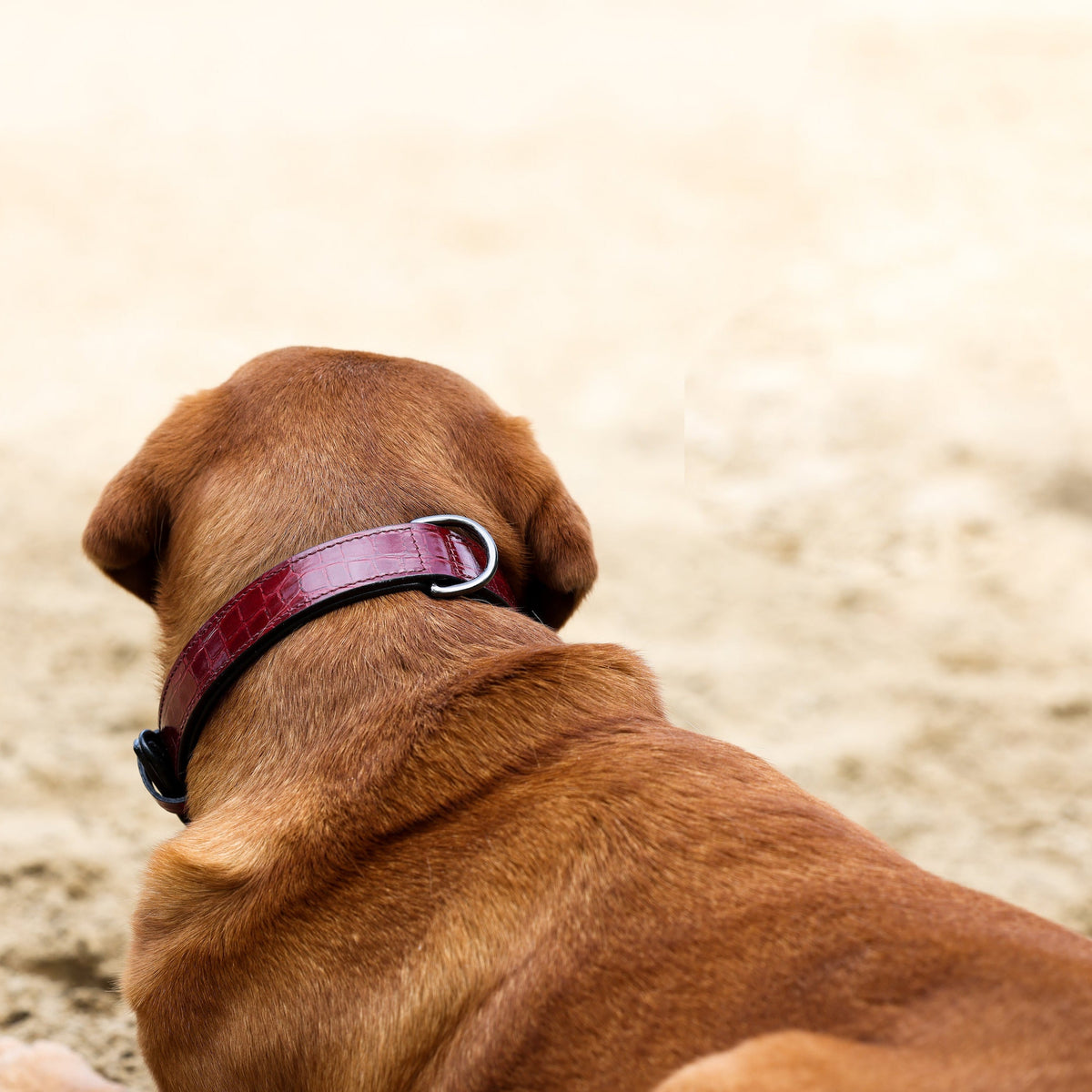 Halter Ego Breanna Red Croc Leather Dog Collar on a dog