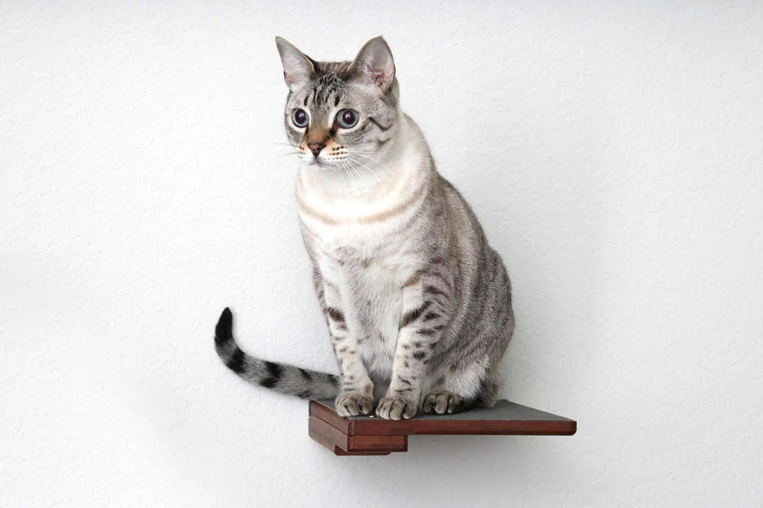 Cat Climbing Shelf; brown wooden wall-mounted cat shelf with a cat perched on it.