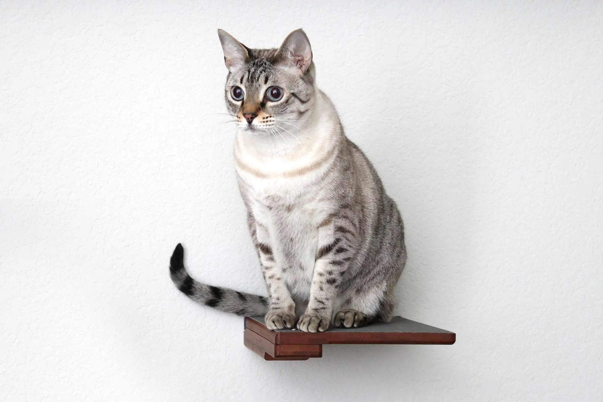 Cat Climbing Shelf; brown wooden wall-mounted cat shelf with a cat perched on it.