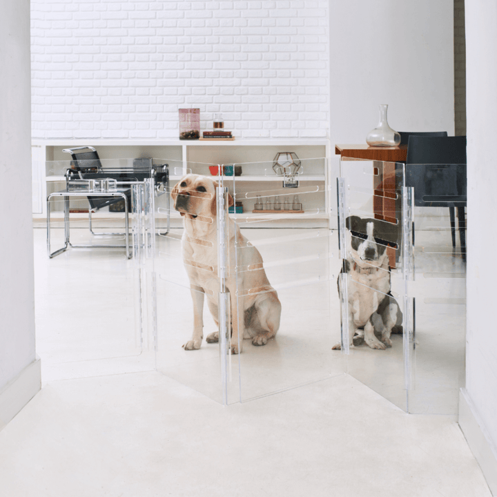 Hiddin Clear Acrylic Dog Crate – Large, Gold Latch