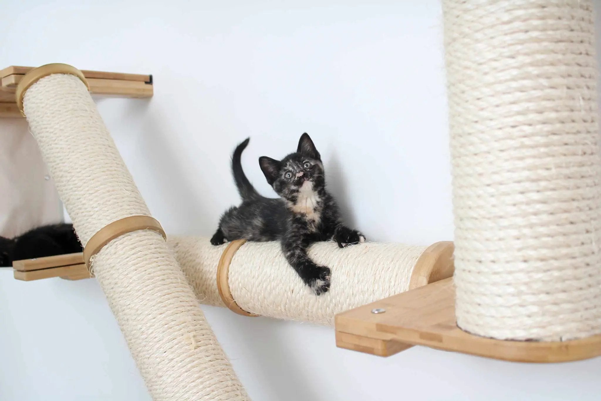 The Crossroads Cat Wall Scratcher Tree with Ramp by Catastrophic Creations; beige rope-wrapped cat condo with a cat perched.