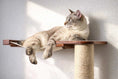 Load image into Gallery viewer, The Crossroads Cat Wall Scratcher with Ramp, beige cat lounging on wooden platform and rope post
