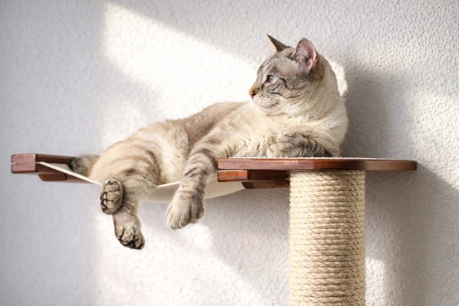 The Crossroads Cat Wall Scratcher with Ramp, beige cat lounging on wooden platform and rope post