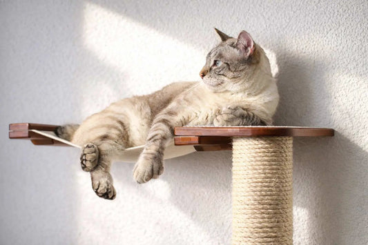 The Crossroads Cat Wall Scratcher with Ramp, beige cat lounging on wooden platform and rope post