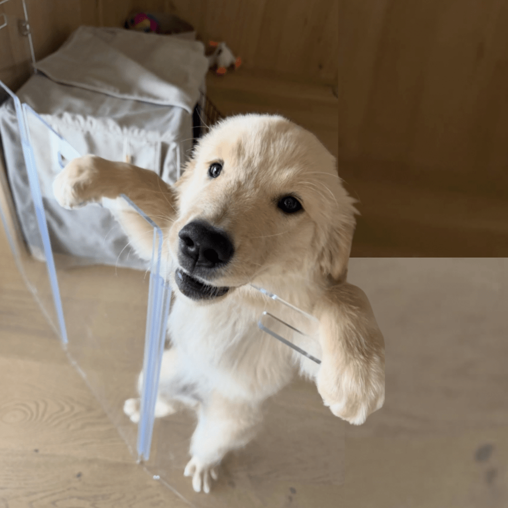 Hiddin Tall Clear Acrylic Zig Zag Pet Gate – Freestanding
