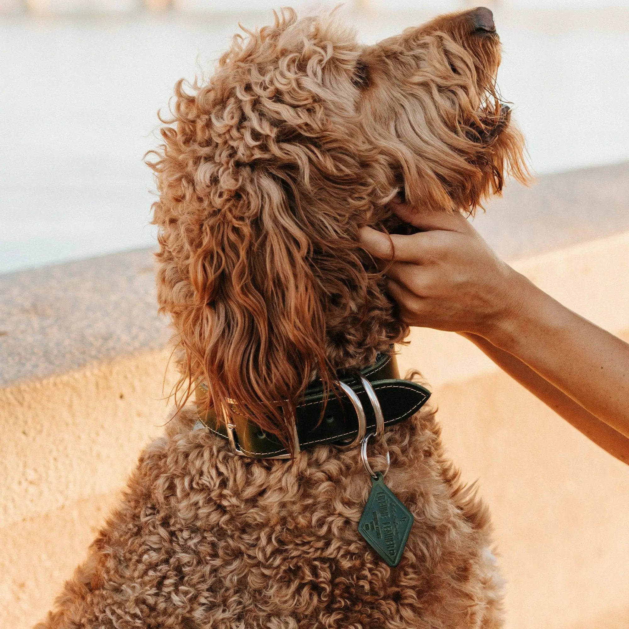 Designer Premium American Leather Dog Collar Full Grain Handcrafted by Lifetime Leather Co