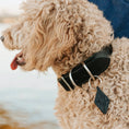 Load image into Gallery viewer, Designer Premium American Leather Dog Collar Full Grain Handcrafted by Lifetime Leather Co
