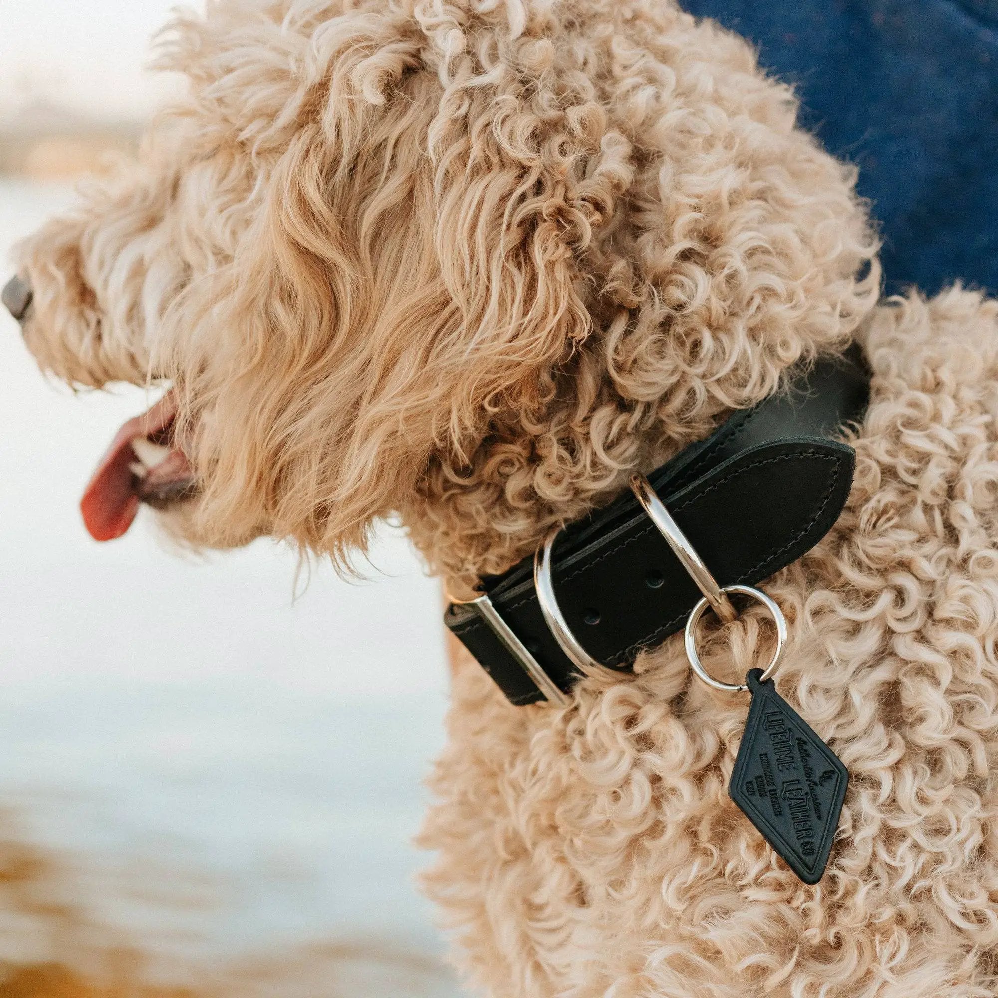 Designer Premium American Leather Dog Collar Full Grain Handcrafted by Lifetime Leather Co
