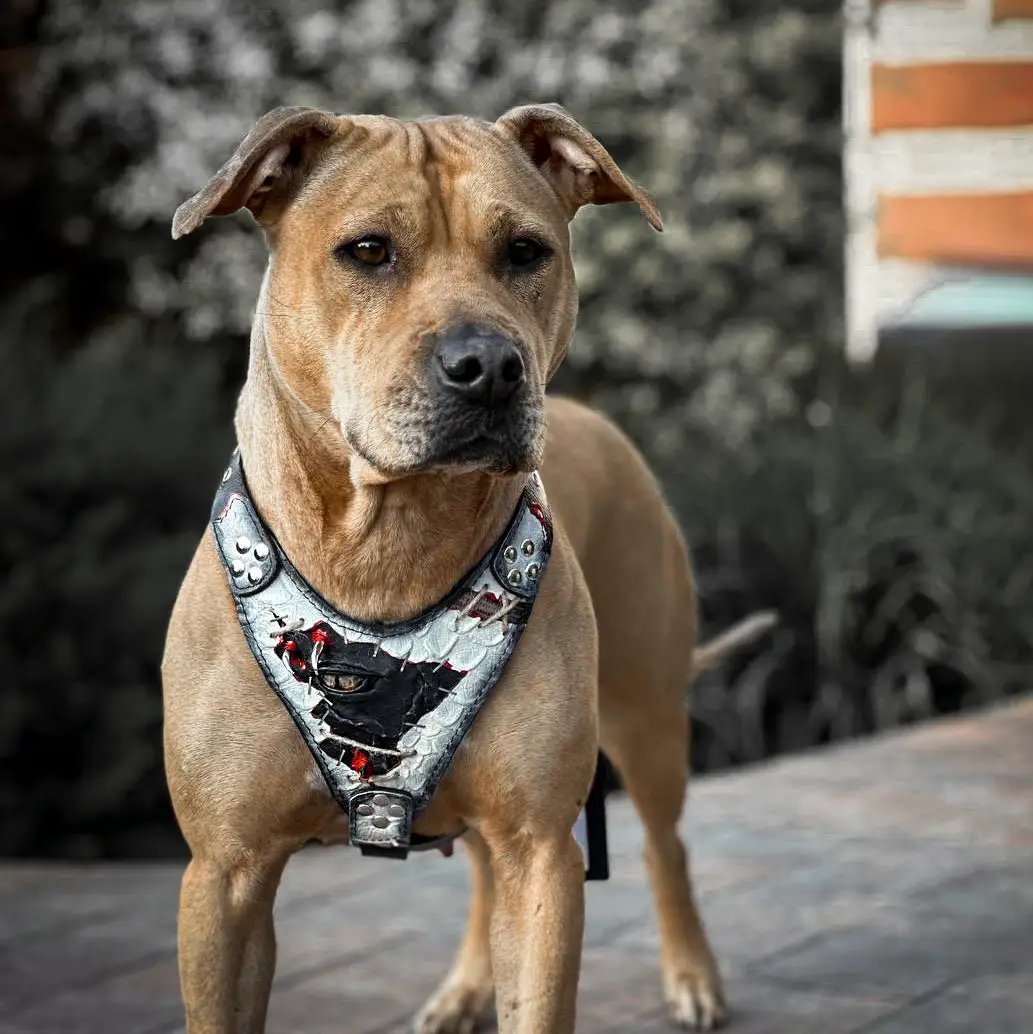The “Dragon's Eye” Harness LIMITED! - Pet Collars & Harnesses from Bestia Dog Gear