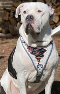 Carica l'immagine nel visualizzatore della galleria, The “Dragon's Eye” Harness LIMITED! - Pet Collars & Harnesses from Bestia Dog Gear
