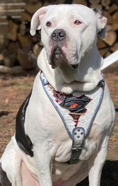 The “Dragon's Eye” Harness LIMITED! - Pet Collars & Harnesses from Bestia Dog Gear