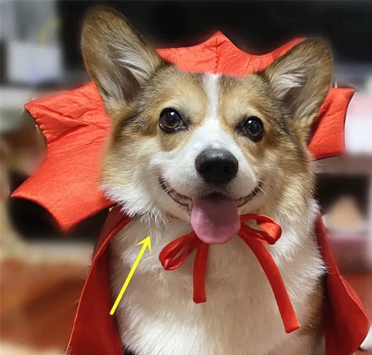 Pet Zen Halloween vampire cape dog costume in red with bow on a corgi.