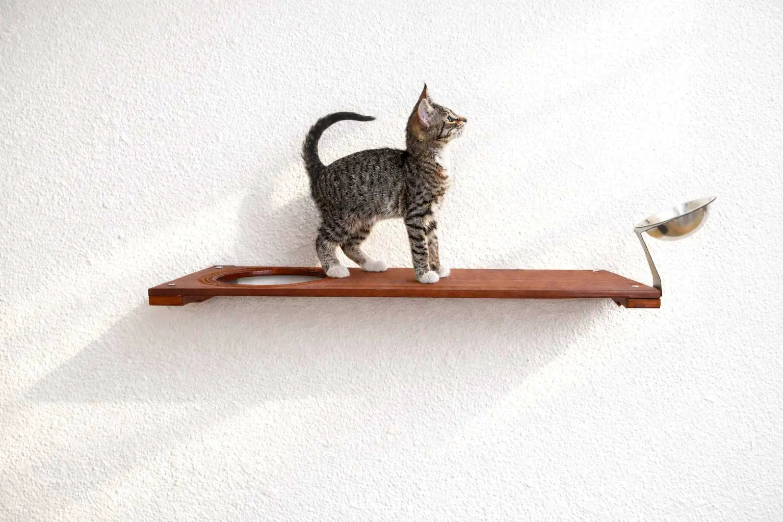 Wall Mounted Cat Feeding Shelf by Catastrophic Creations, wooden shelf with metal bowl holder and cat on it