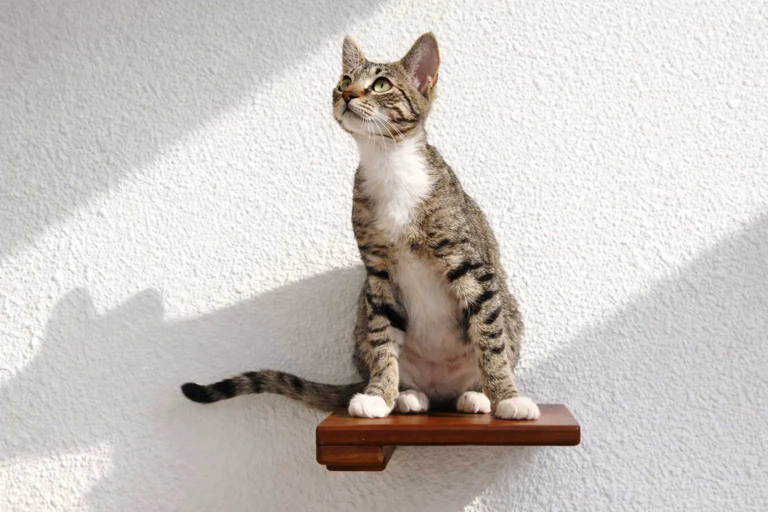 Cat Climbing Shelf by Catastrophic Creations; wooden wall-mounted cat shelf with a tabby cat perched.