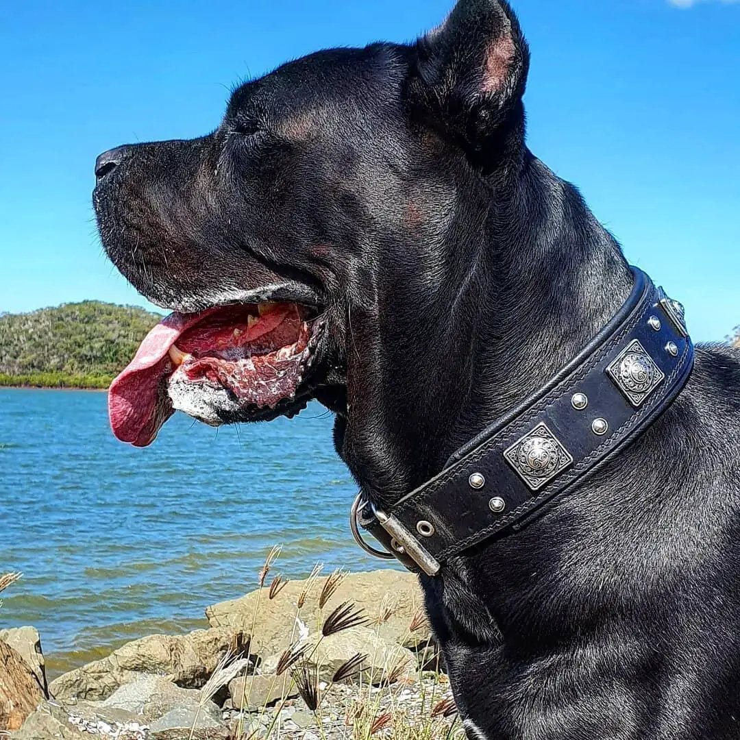 The all Black "Eros" collar 2.5 inch wide - Pet Collars & Harnesses from Bestia Dog Gear
