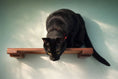 Load image into Gallery viewer, Wall Mounted Cat Shelf by Catastrophic Creations, wooden brown cat perch with a black cat.
