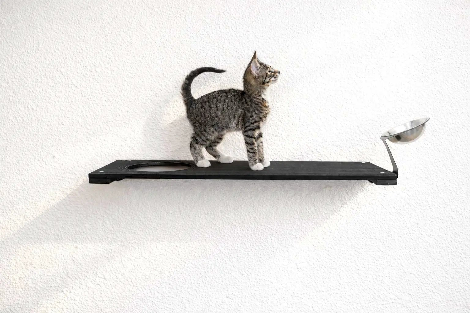 Wall Mounted Cat Feeding Shelf by Catastrophic Creations; black wooden shelf with a metal bowl and a cat on top.