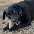 Load image into Gallery viewer, Ever Antler Nylon Chew Bone | Elk Antler Shaped Dog Toy for Aggressive Chewers | SodaPup by SodaPup/True Dogs, LLC
