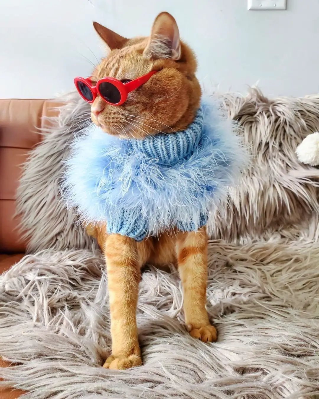 Haute Couture Feathered Luxury Pet Sweater, blue fluffy knit with a furry neck collar.