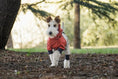Load image into Gallery viewer, Spring Dog Rainproof Jacket red with gray cuffs on a dog walking in a forest.
