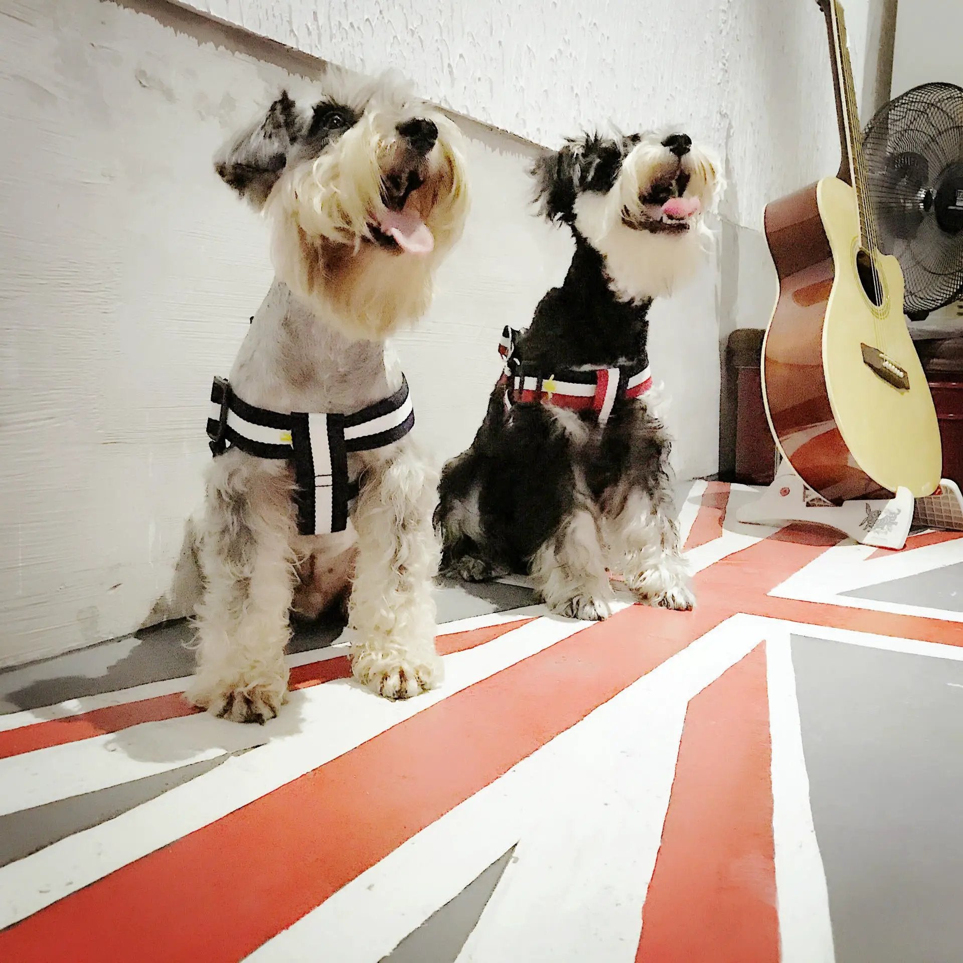 Trendy Harness and Leash Set For Dogs by For Animals, With Love