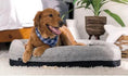 Charger l'image dans la visionneuse de la galerie, BedGear Performance Pet Bed, Small by HouseOfZazla

