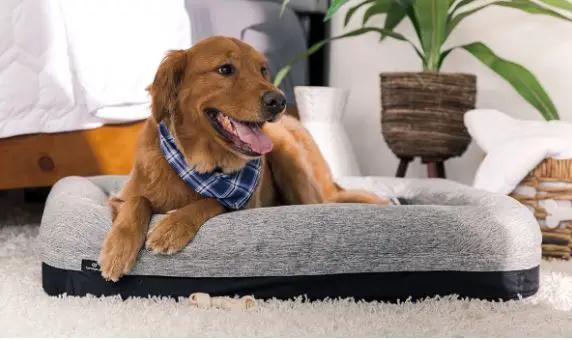 BedGear Performance Pet Bed, Small by HouseOfZazla