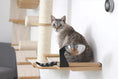 Charger l'image dans la visionneuse de la galerie, Dog-Proof Cat Feeder wall-mounted raised cat hammock by Catastrophic Creations; cat seated on wooden platform.
