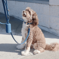 Charger l'image dans la visionneuse de la galerie, Waterproof Dog Collar | Black
