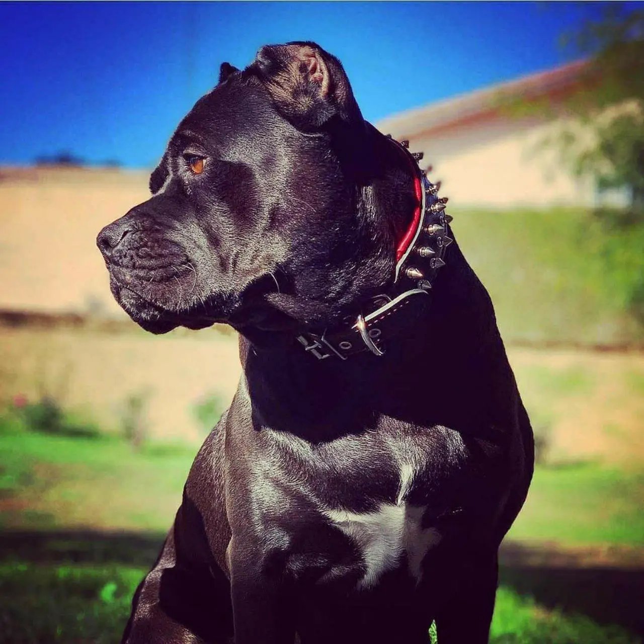 "Frenchie" collar - Pet Collars & Harnesses from Bestia Dog Gear