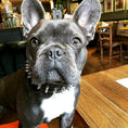 Charger l'image dans la visionneuse de la galerie, "Frenchie" collar - Pet Collars & Harnesses from Bestia Dog Gear
