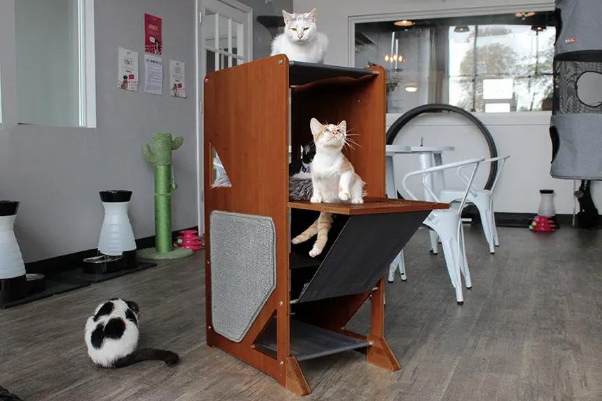 The Overlook bamboo cat condo with multi-level platforms and a ramp