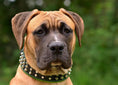 Load image into Gallery viewer, Bestia Custom Dog Gear Stud Collar With Nickel Plated Barrel Studs by Bestia Dog Gear
