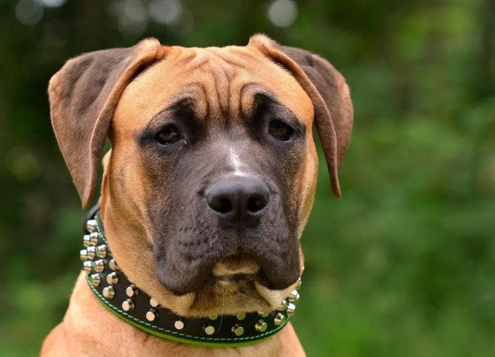 Bestia Custom Dog Gear Stud Collar With Nickel Plated Barrel Studs by Bestia Dog Gear