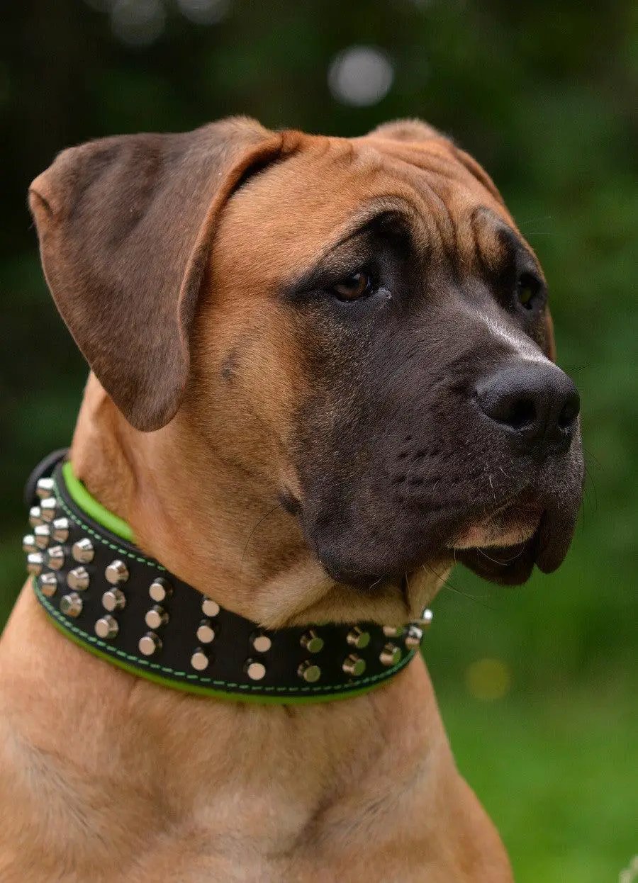 Bestia Custom Dog Gear Stud Collar With Nickel Plated Barrel Studs by Bestia Dog Gear