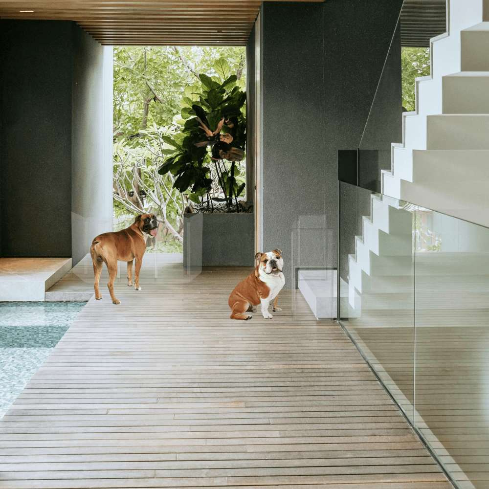 Hiddin Clear Front Pet Gate with Pivoting Side Panels