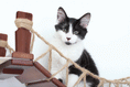 Charger l'image dans la visionneuse de la galerie, Double Cat Hammock and Climbing Bridge Combo, wood and rope cat bridge with a black-and-white kitten
