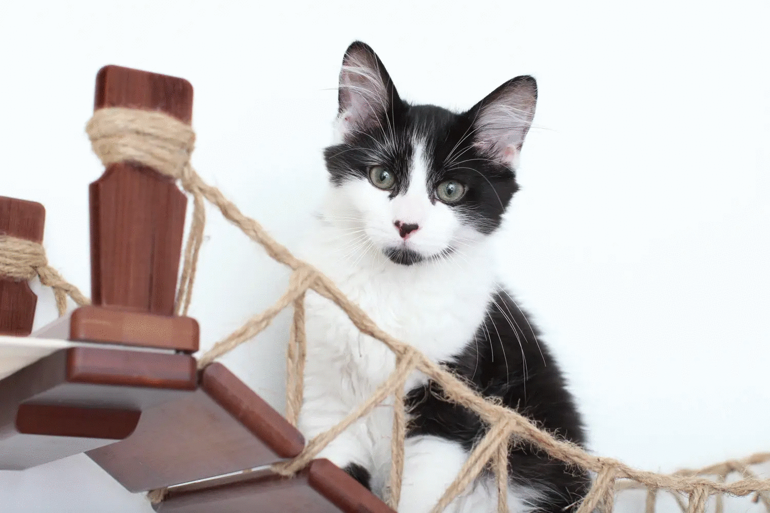 Double Cat Hammock and Climbing Bridge Combo, wood and rope cat bridge with a black-and-white kitten