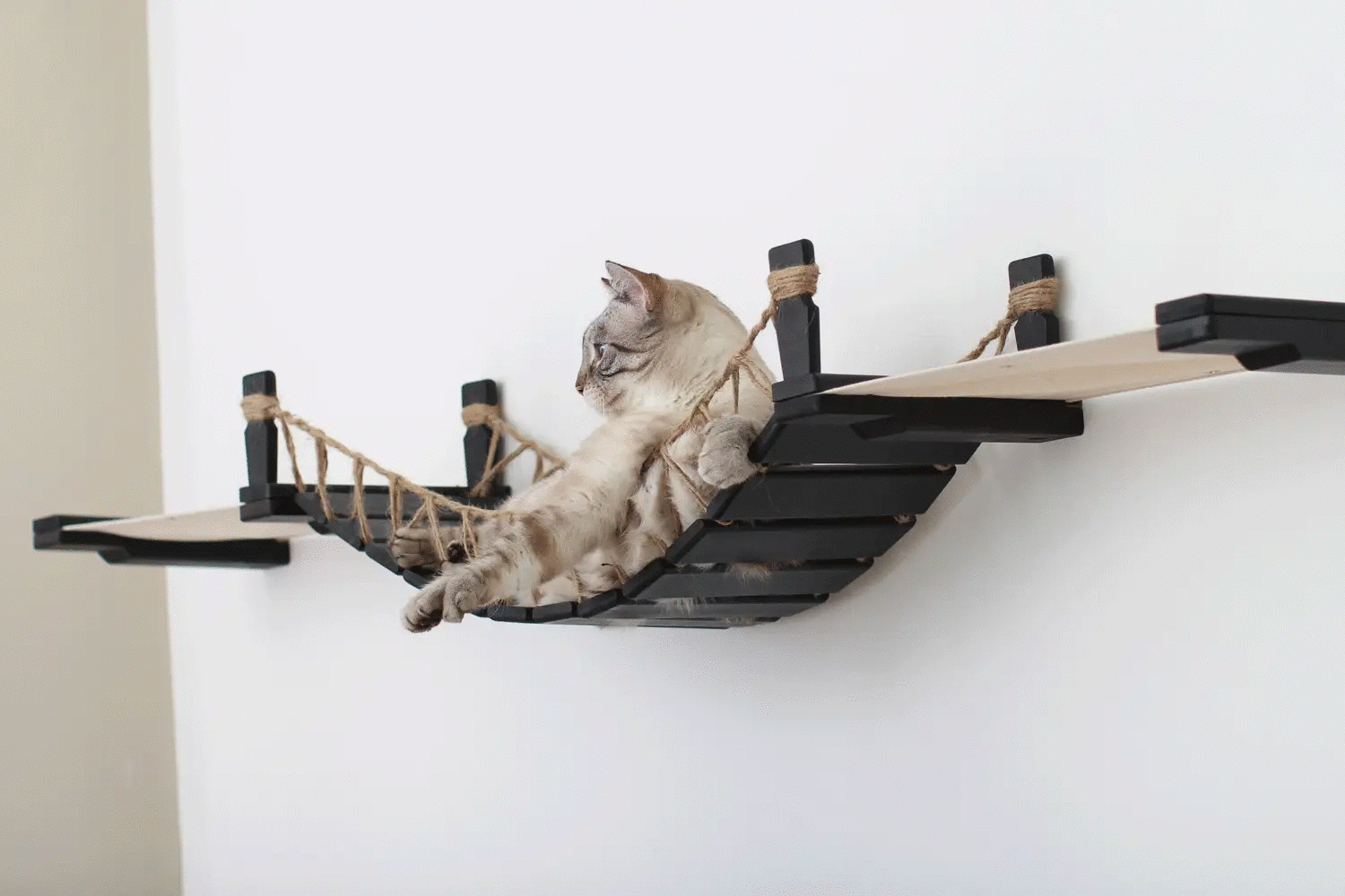 Double Cat Hammock and Climbing Bridge Combo cat bridge in black wood with natural rope, cat lounging on it