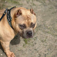 Bild in Galerie-Betrachter laden, Bestia Dog Sport GripPro Print Collar - Gold - Pet Collars & Harnesses from Bestia Dog Sport
