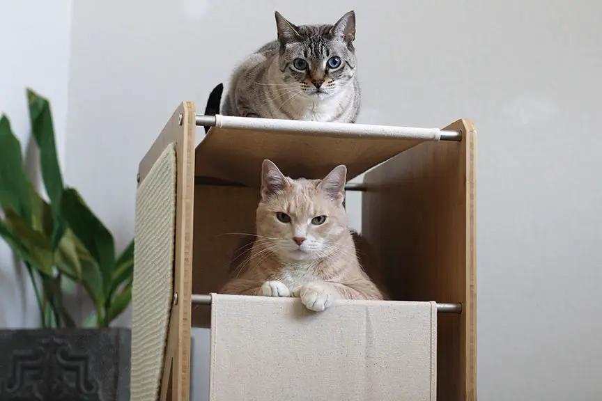 Cat condo The Grotto by Catastrophic Creations; wooden short cat tree for small spaces with two cats inside.