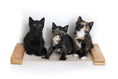 Load image into Gallery viewer, Hanging Cat Bed Hammock with three kittens perched on a wooden cat perch

