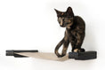 Load image into Gallery viewer, Hanging Cat Bed Hammock by Catastrophic Creations; light wood platform with black end supports, tortoiseshell cat.
